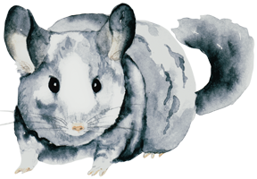 Chinchilla