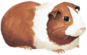 Pet Guinea Pig (Cavies)