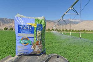 4-Lb Bag of Oat, Wheat & Barley Hay