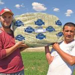 50-Lb Bag of Oat, Wheat &amp; Barley Hay