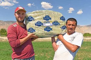 50-Lb Bag of Oat, Wheat & Barley Hay